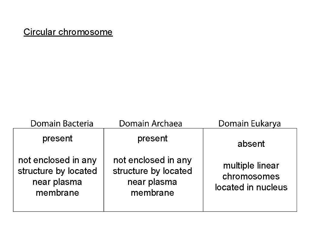 Circular chromosome present not enclosed in any structure by located near plasma membrane absent