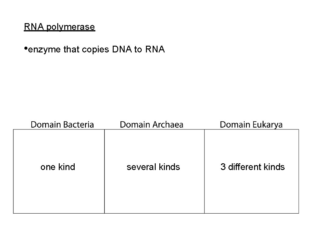 RNA polymerase • enzyme that copies DNA to RNA one kind several kinds 3