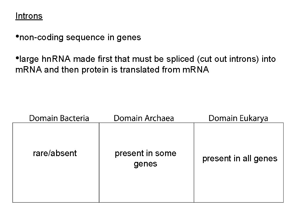Introns • non-coding sequence in genes • large hn. RNA made first that must