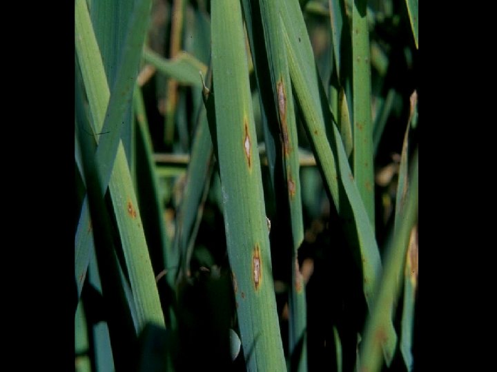 Red Rice Invasive California Rice Pest Update Christopher A Greer University