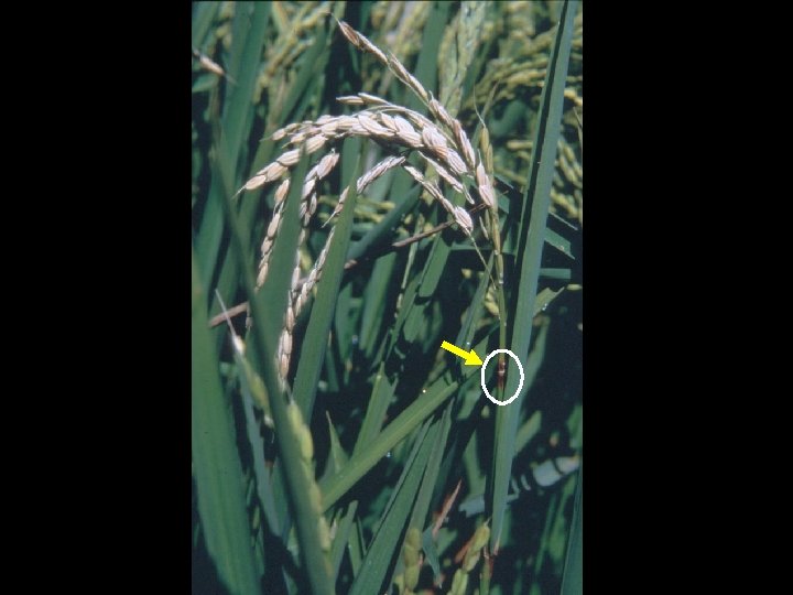 California Rice Pest Update Christopher A Greer University