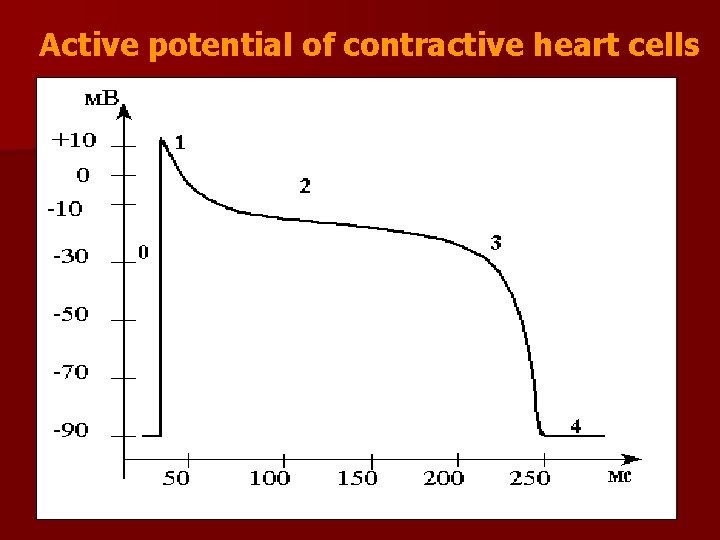 Active potential of contractive heart cells 