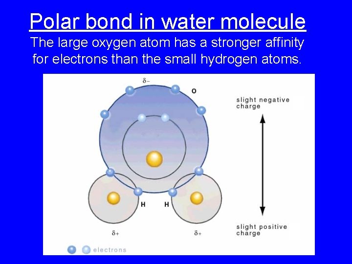 Polar bond in water molecule The large oxygen atom has a stronger affinity for