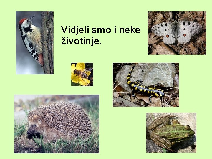 Vidjeli smo i neke životinje. 