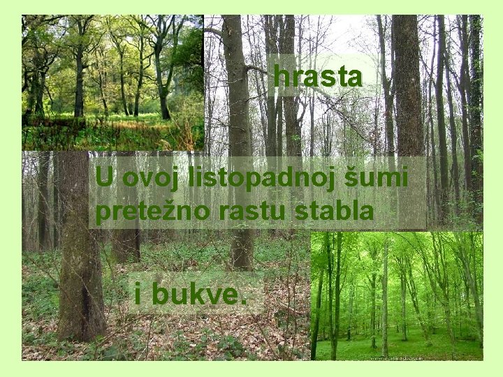 hrasta U ovoj listopadnoj šumi pretežno rastu stabla i bukve. 