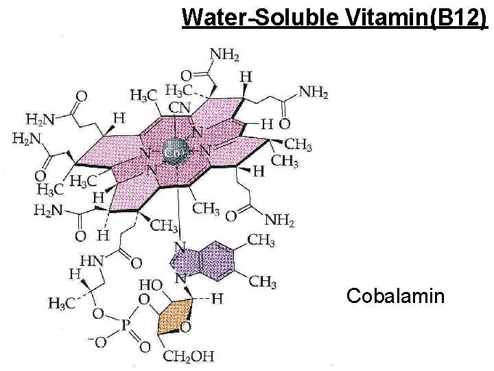 Water-Soluble Vitamin(B 12) Cobalamin 