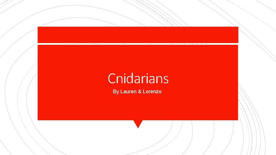 Cnidarians By Lauren & Lorenzo 