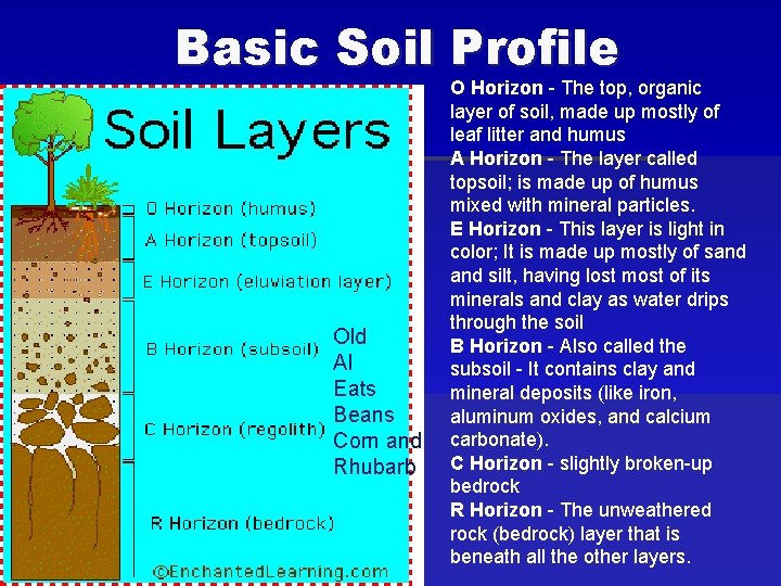 Basic Soil Profile Old Al Eats Beans Corn and Rhubarb O Horizon - The