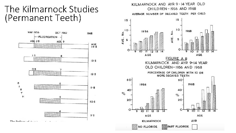 The Kilmarnock Studies (Permanent Teeth) The Kilmarnock Studies (Permanent Teeth)