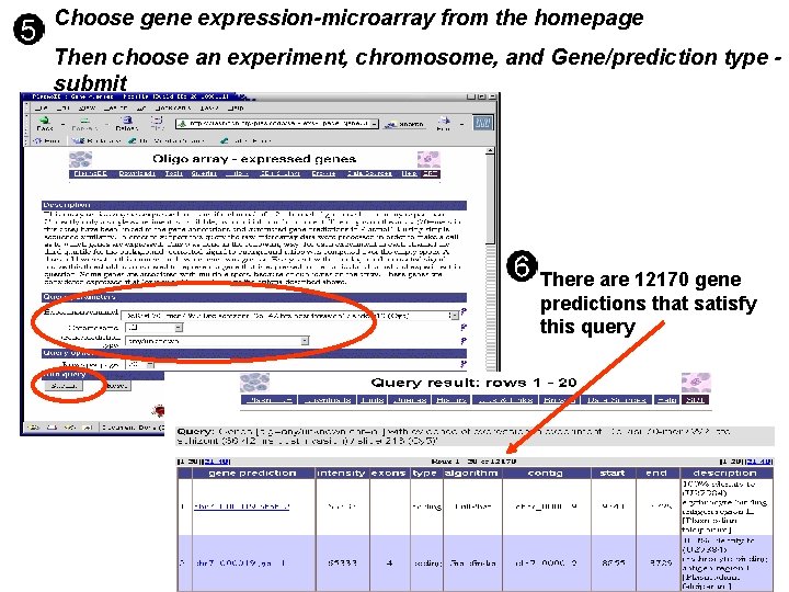 Choose gene expression-microarray from the homepage Then choose an experiment, chromosome, and Gene/prediction type Choose gene expression-microarray from the homepage Then choose an experiment, chromosome, and Gene/prediction type