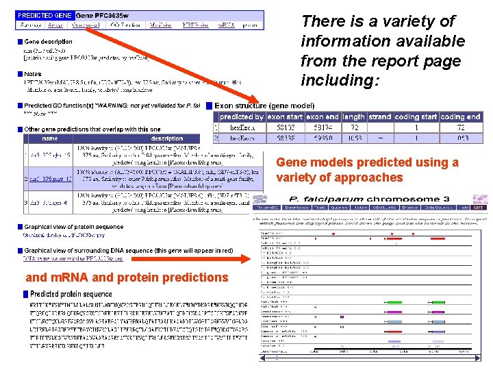 There is a variety of information available from the report page including: Gene models There is a variety of information available from the report page including: Gene models