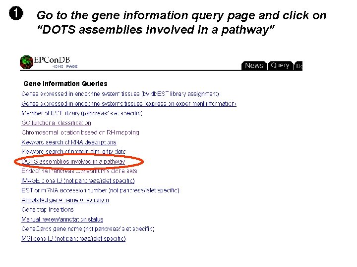 Go to the gene information query page and click on “DOTS assemblies involved in Go to the gene information query page and click on “DOTS assemblies involved in