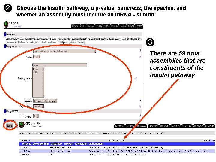 Choose the insulin pathway, a p-value, pancreas, the species, and whether an assembly must Choose the insulin pathway, a p-value, pancreas, the species, and whether an assembly must