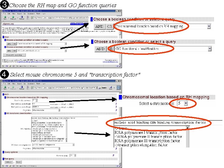 Choose the RH map and GO function queries Select mouse chromosome 5 and "transcription Choose the RH map and GO function queries Select mouse chromosome 5 and "transcription