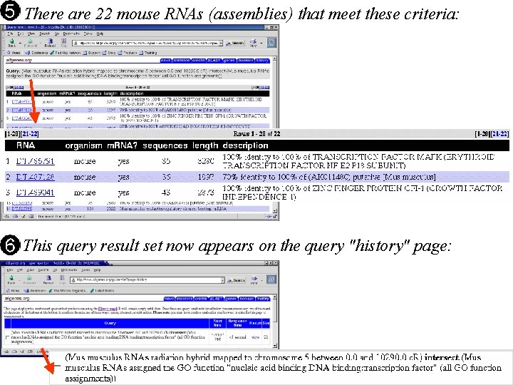 There are 22 mouse RNAs (assemblies) that meet these criteria: This query result set There are 22 mouse RNAs (assemblies) that meet these criteria: This query result set