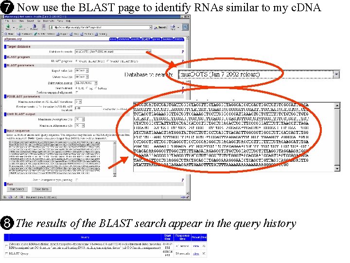 Now use the BLAST page to identify RNAs similar to my c. DNA The Now use the BLAST page to identify RNAs similar to my c. DNA The