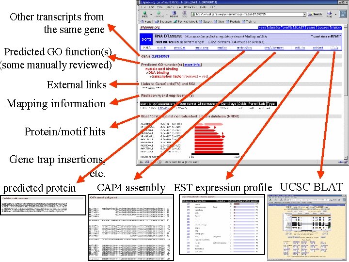 Other transcripts from the same gene Predicted GO function(s) (some manually reviewed) External links Other transcripts from the same gene Predicted GO function(s) (some manually reviewed) External links