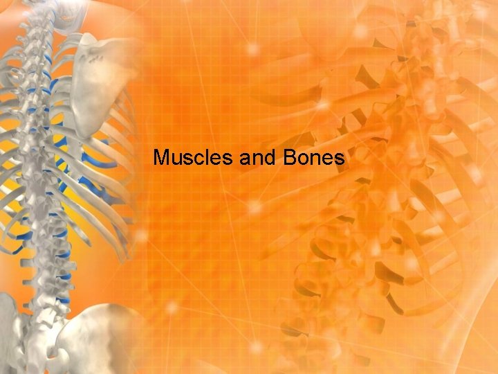 Muscles and Bones 