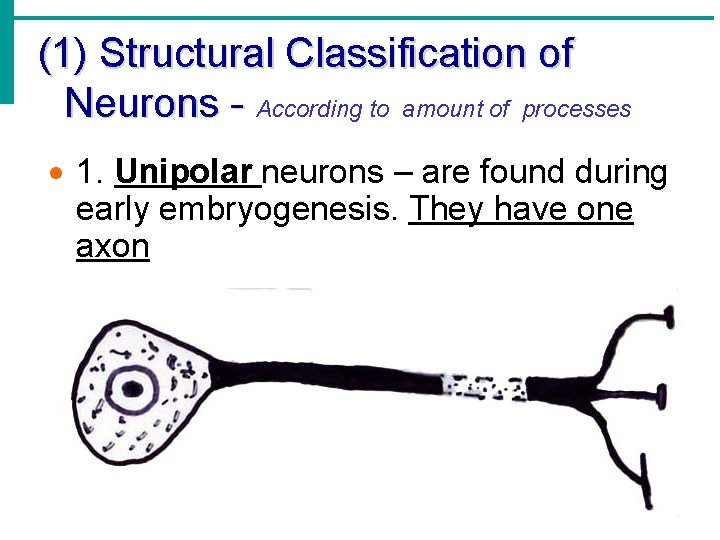 (1) Structural Classification of Neurons - According to amount of processes · 1. Unipolar (1) Structural Classification of Neurons - According to amount of processes · 1. Unipolar