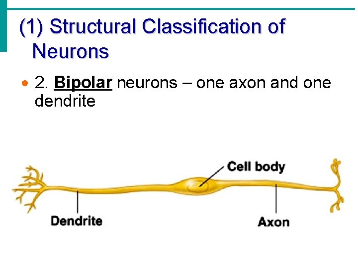 (1) Structural Classification of Neurons · 2. Bipolar neurons – one axon and one (1) Structural Classification of Neurons · 2. Bipolar neurons – one axon and one