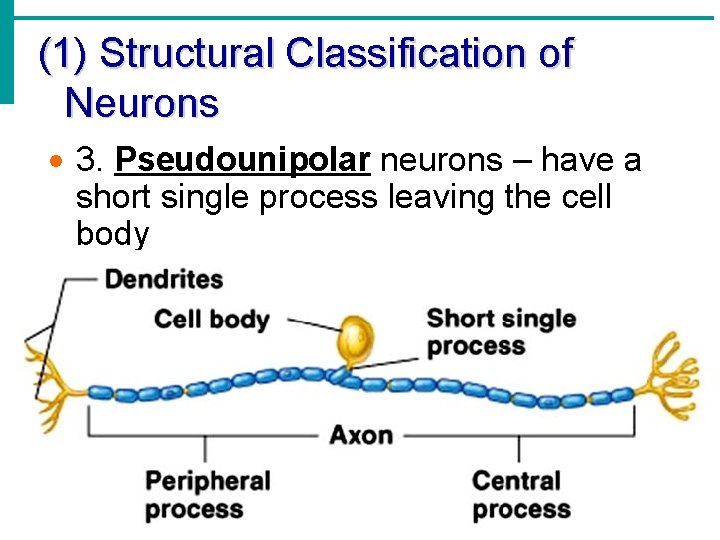 (1) Structural Classification of Neurons · 3. Pseudounipolar neurons – have a short single (1) Structural Classification of Neurons · 3. Pseudounipolar neurons – have a short single