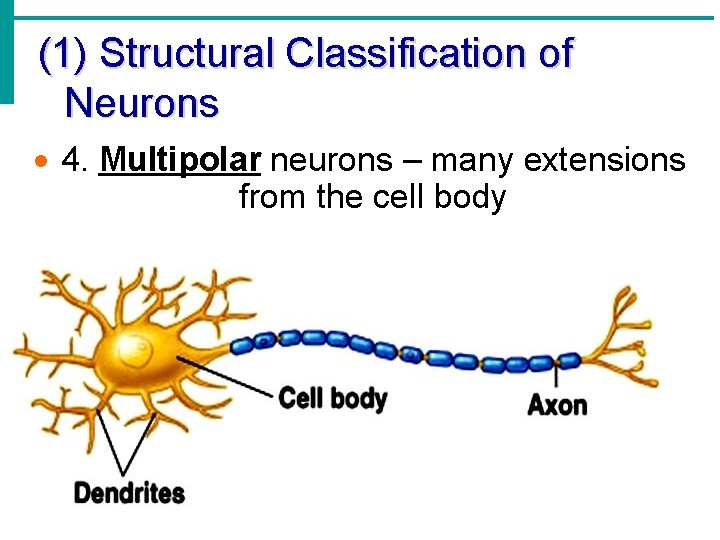 (1) Structural Classification of Neurons · 4. Multipolar neurons – many extensions from the (1) Structural Classification of Neurons · 4. Multipolar neurons – many extensions from the