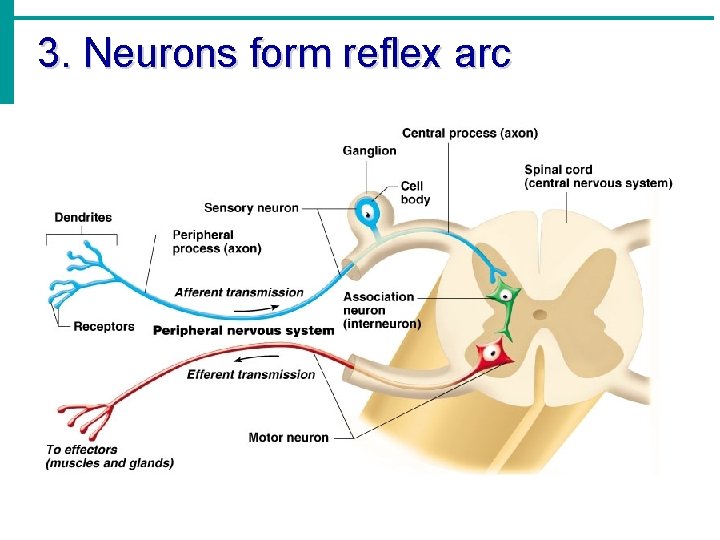3. Neurons form reflex arc 3. Neurons form reflex arc