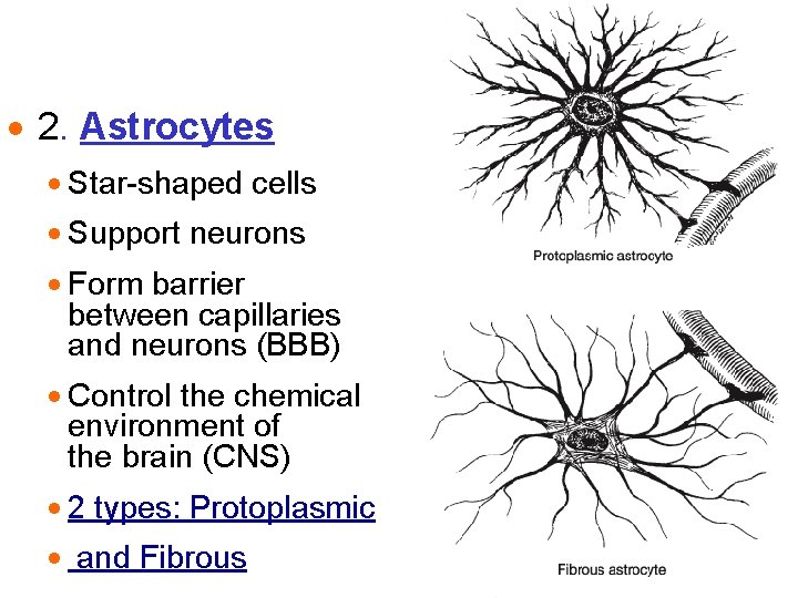 · 2. Astrocytes · Star-shaped cells · Support neurons · Form barrier between capillaries · 2. Astrocytes · Star-shaped cells · Support neurons · Form barrier between capillaries