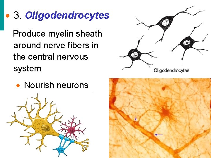 · 3. Oligodendrocytes Produce myelin sheath around nerve fibers in the central nervous system · 3. Oligodendrocytes Produce myelin sheath around nerve fibers in the central nervous system