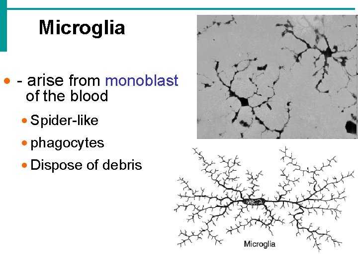 Microglia · - arise from monoblast of the blood · Spider-like · phagocytes · Microglia · - arise from monoblast of the blood · Spider-like · phagocytes ·