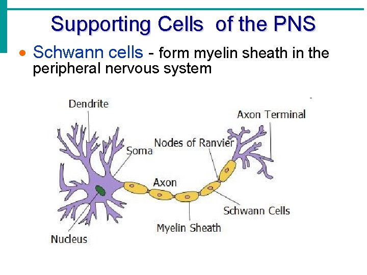 Supporting Cells of the PNS · Schwann cells - form myelin sheath in the Supporting Cells of the PNS · Schwann cells - form myelin sheath in the