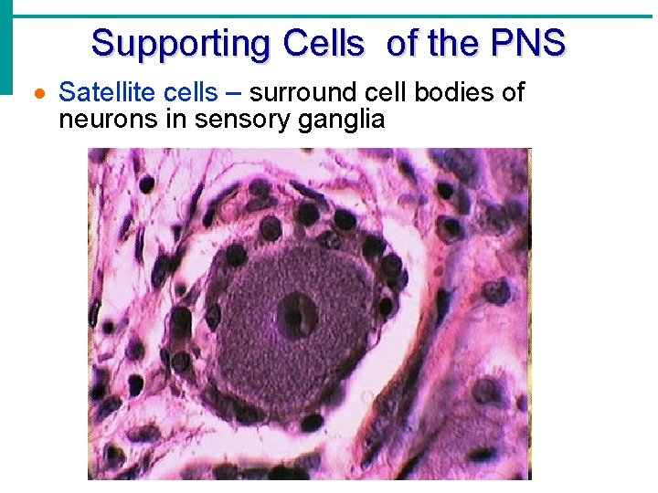 Supporting Cells of the PNS · Satellite cells – surround cell bodies of neurons Supporting Cells of the PNS · Satellite cells – surround cell bodies of neurons