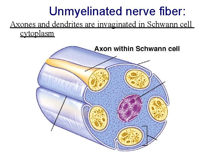 Unmyelinated nerve fiber: Axones and dendrites are invaginated in Schwann cell cytoplasm Unmyelinated nerve fiber: Axones and dendrites are invaginated in Schwann cell cytoplasm