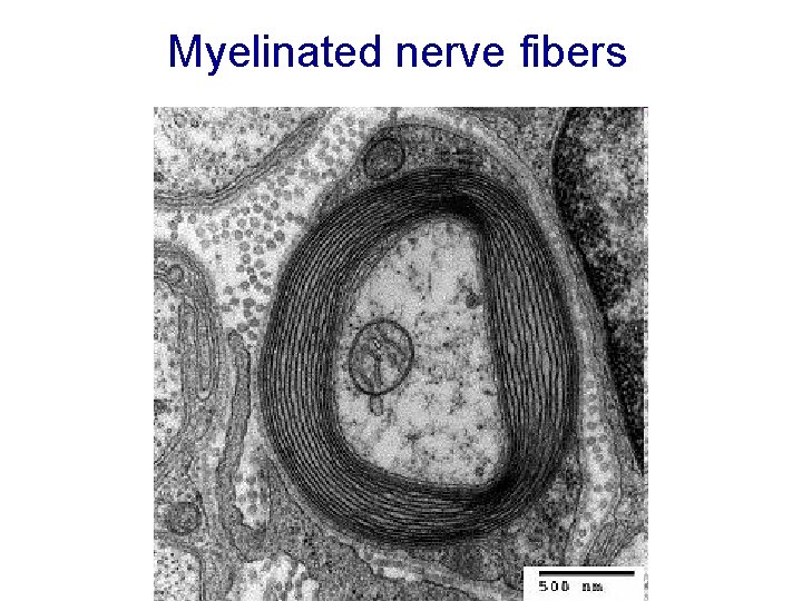 Myelinated nerve fibers Myelinated nerve fibers