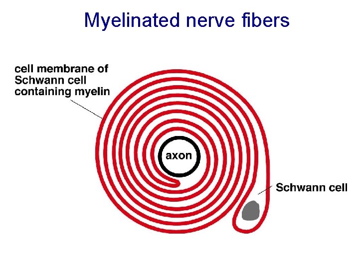 Myelinated nerve fibers Myelinated nerve fibers