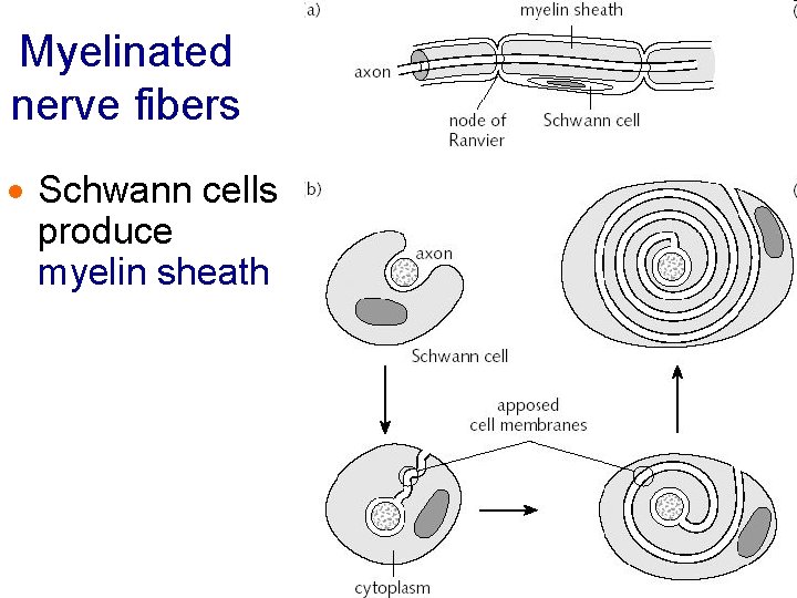 Myelinated nerve fibers · Schwann cells produce myelin sheath Myelinated nerve fibers · Schwann cells produce myelin sheath