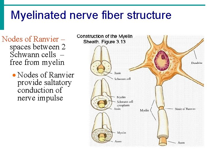 Myelinated nerve fiber structure Nodes of Ranvier – spaces between 2 Schwann cells – Myelinated nerve fiber structure Nodes of Ranvier – spaces between 2 Schwann cells –