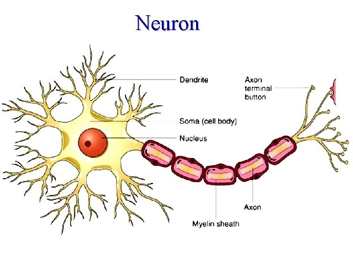 Neuron Neuron
