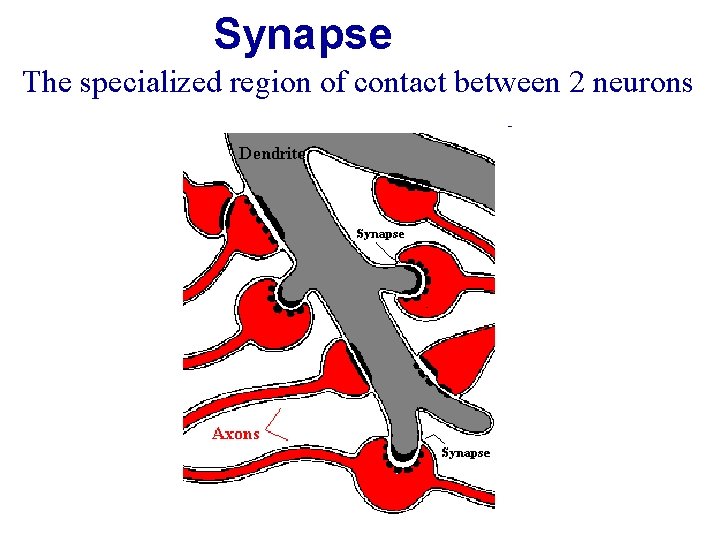 Synapse The specialized region of contact between 2 neurons Synapse The specialized region of contact between 2 neurons