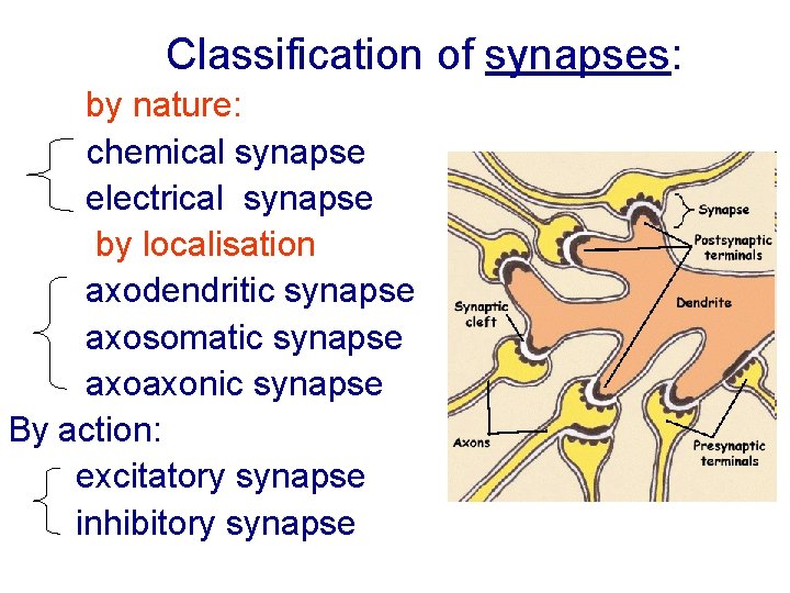 Classification of synapses: by nature: chemical synapse electrical synapse by localisation axodendritic synapse axosomatic Classification of synapses: by nature: chemical synapse electrical synapse by localisation axodendritic synapse axosomatic