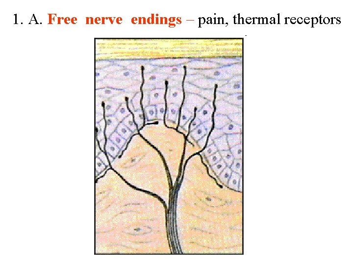1. A. Free nerve endings – pain, thermal receptors 1. A. Free nerve endings – pain, thermal receptors