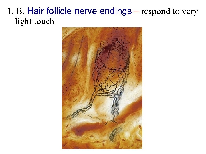 1. B. Hair follicle nerve endings – respond to very light touch 1. B. Hair follicle nerve endings – respond to very light touch