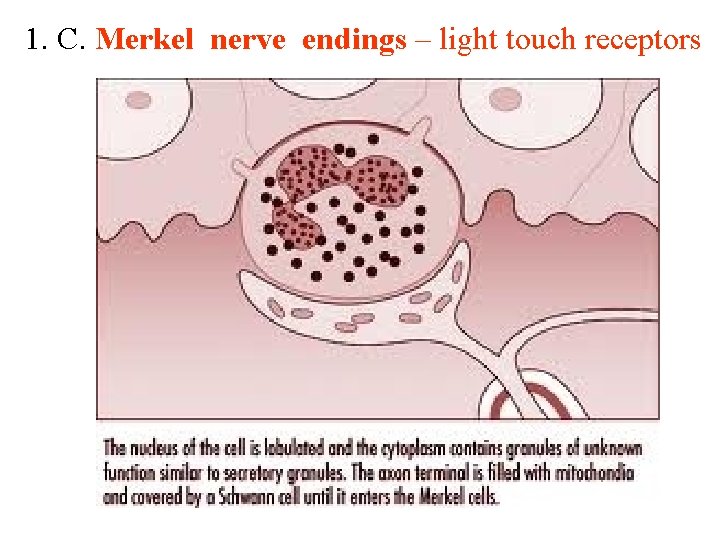 1. C. Merkel nerve endings – light touch receptors 1. C. Merkel nerve endings – light touch receptors
