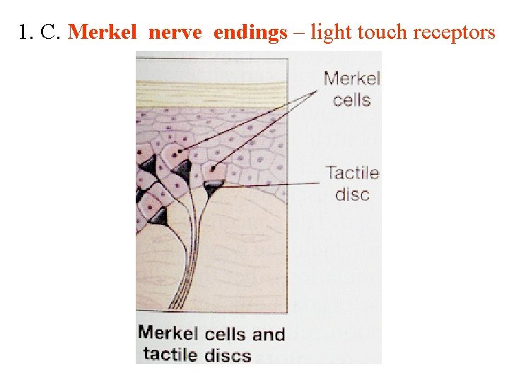 1. C. Merkel nerve endings – light touch receptors 1. C. Merkel nerve endings – light touch receptors