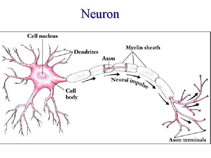 Neuron Neuron