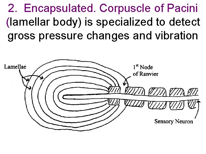 2. Encapsulated. Corpuscle of Pacini (lamellar body) is specialized to detect gross pressure changes 2. Encapsulated. Corpuscle of Pacini (lamellar body) is specialized to detect gross pressure changes