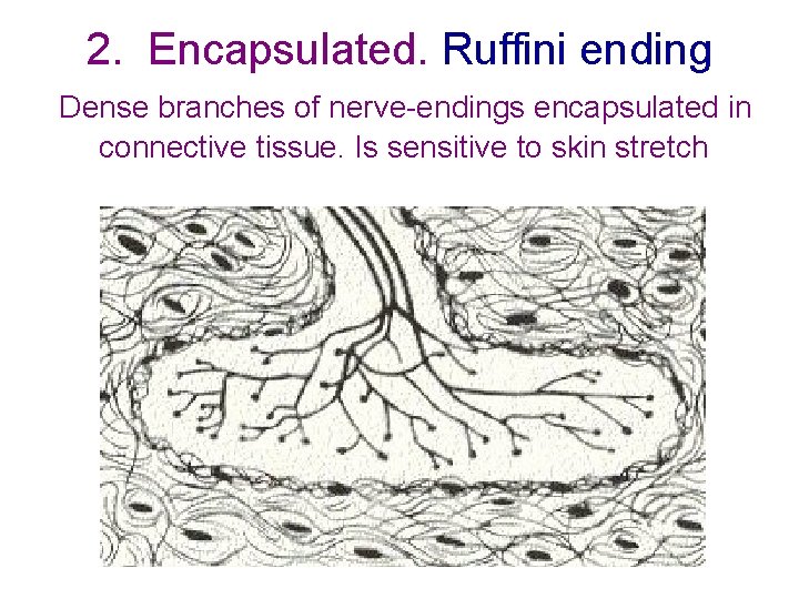 2. Encapsulated. Ruffini ending Dense branches of nerve-endings encapsulated in connective tissue. Is sensitive 2. Encapsulated. Ruffini ending Dense branches of nerve-endings encapsulated in connective tissue. Is sensitive