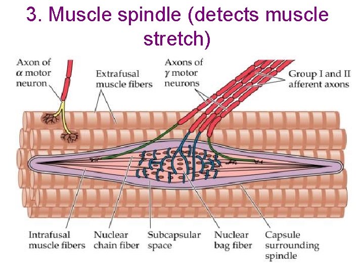 3. Muscle spindle (detects muscle stretch) 3. Muscle spindle (detects muscle stretch)