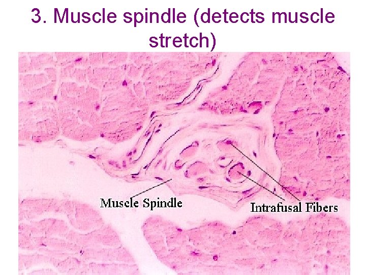3. Muscle spindle (detects muscle stretch) 3. Muscle spindle (detects muscle stretch)