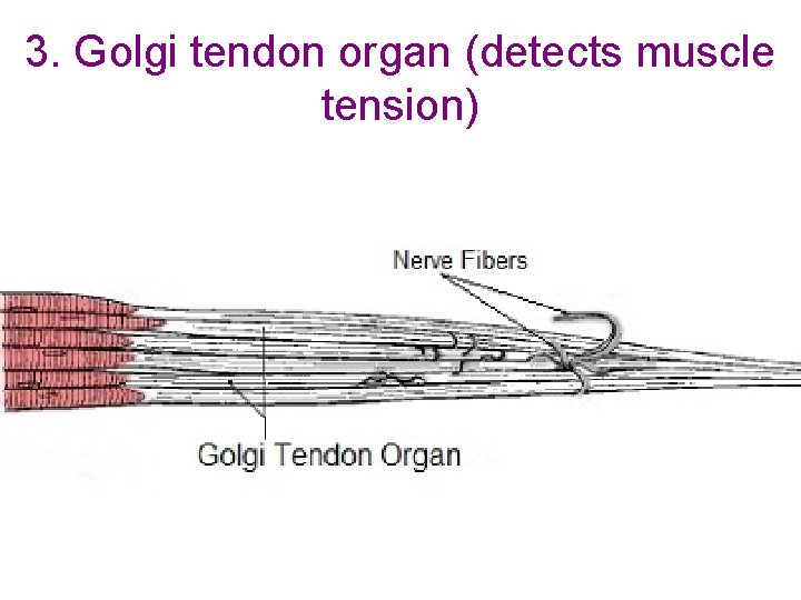3. Golgi tendon organ (detects muscle tension) 3. Golgi tendon organ (detects muscle tension)